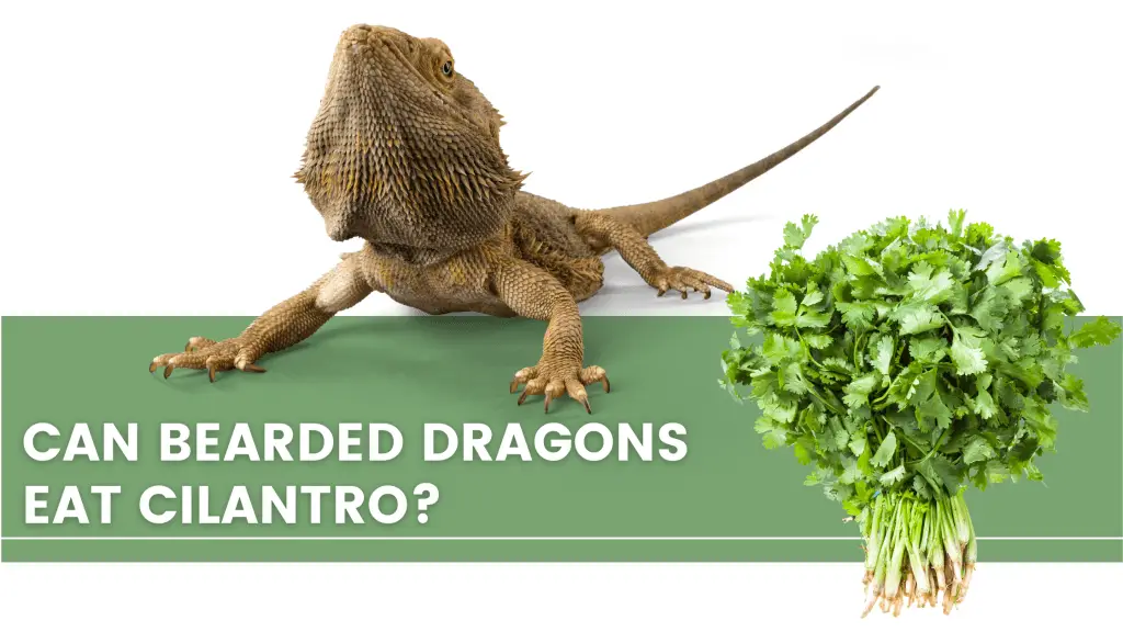 image of bearded dragon, cilantro and a text saying: can bearded dragon eat cilantro? 