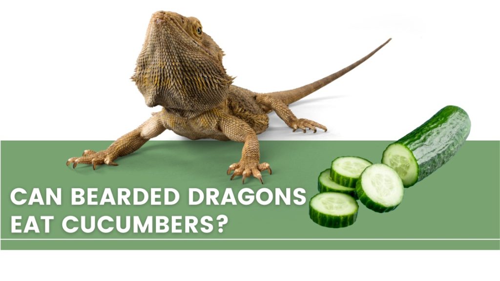 image of a bearded dragon and cucumbers and a test saying: can bearded dragons eat cucumbers?