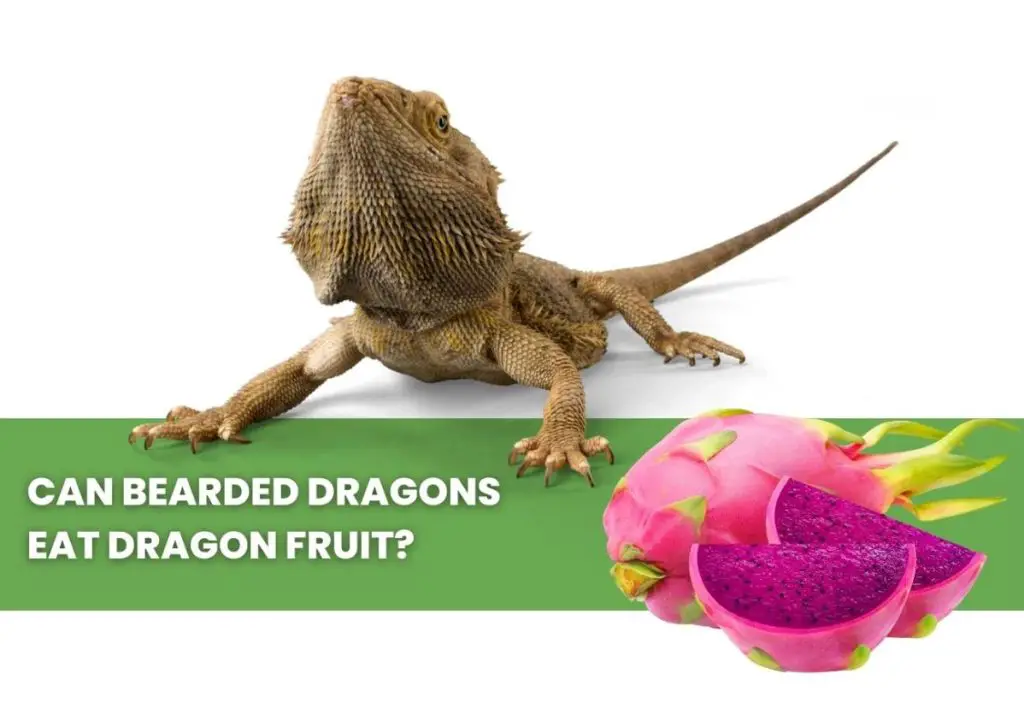 image of bearded dragon, dragon fruit and a text saying: can bearded dragons eat dragon fruit