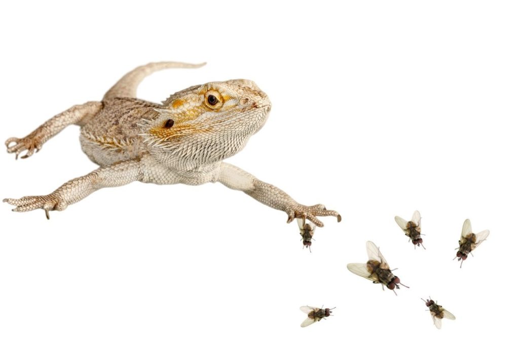 image of bearded dragon and flies