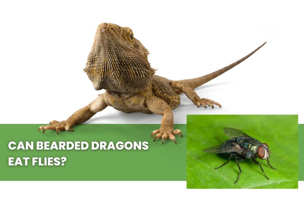 image of bearded dragon, flies and a text saying: can bearded dragons eat flies?