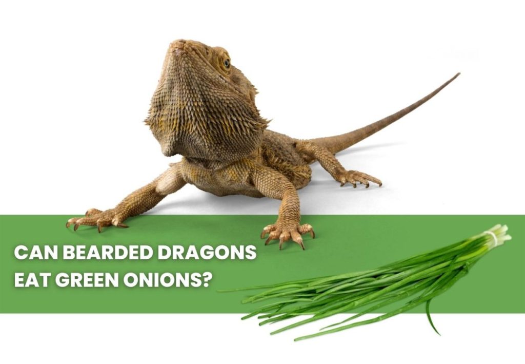 image of bearded dragon, green onion and a text saying: can bearded dragons eat green onion?
