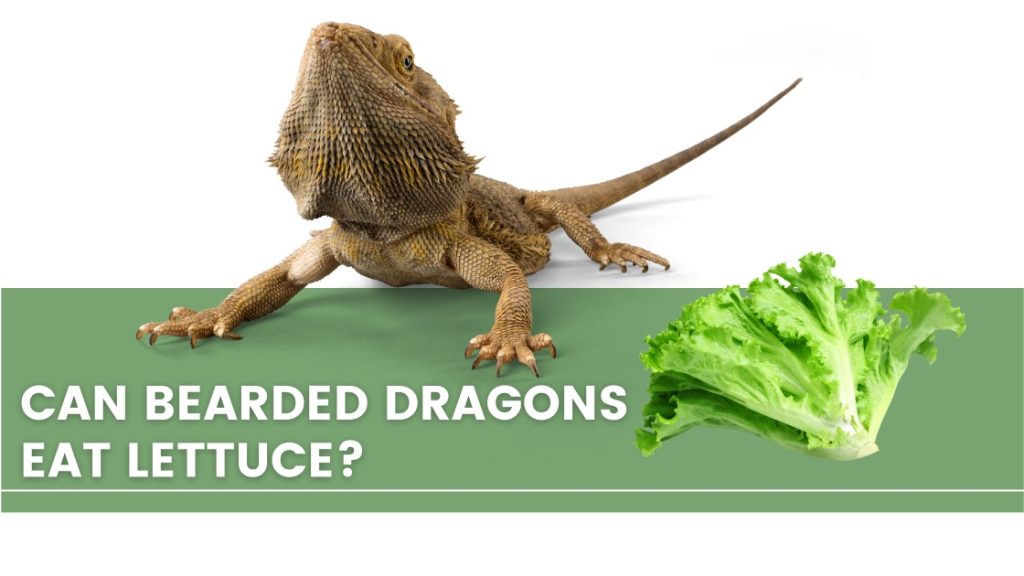 image of bearded dragon, lettuce and a text saying: can bearded dragon eat lettuce? 