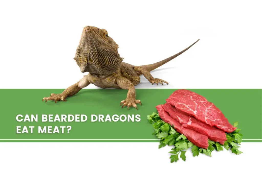 image of a bearded dragon, meat and a text saying "can bearded dragons eat meat?"
