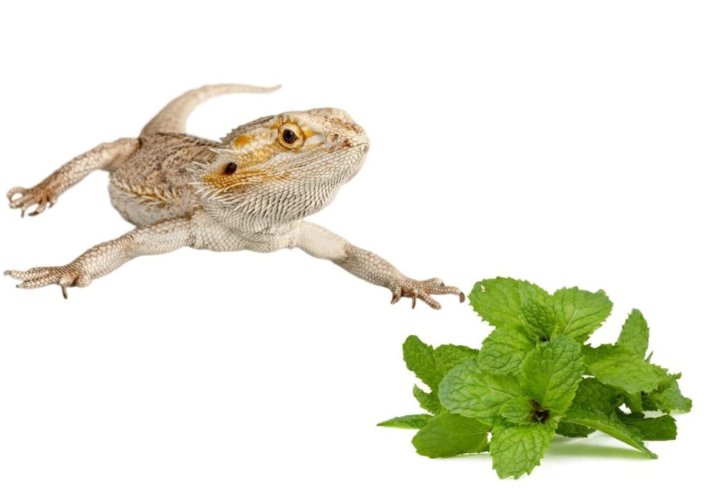 image of bearded dragon and mint leaves