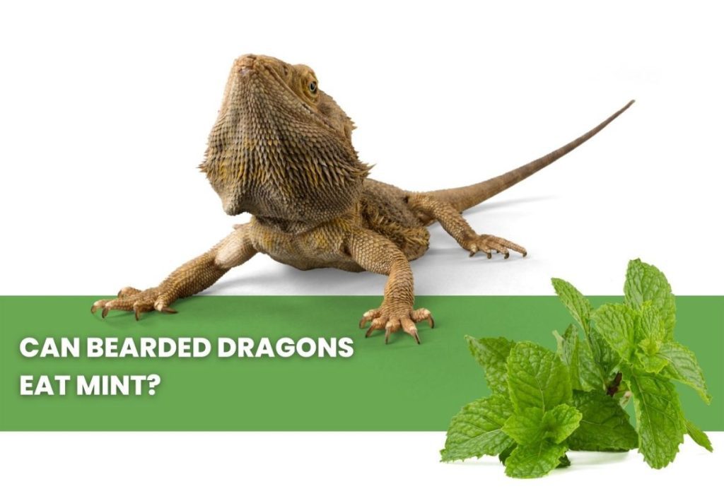 image of bearded dragon, mint and a text saying: can bearded dragons eat mint? 