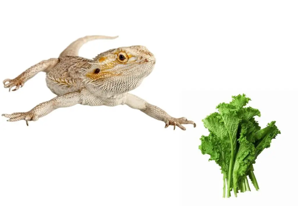 image of bearded dragon and mustard greens