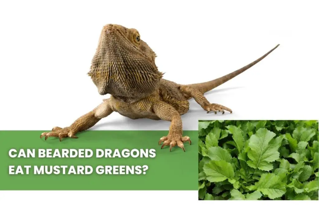 image of bearded dragon, mustard greens and a text saying: can bearded dragons eatmustard greens?