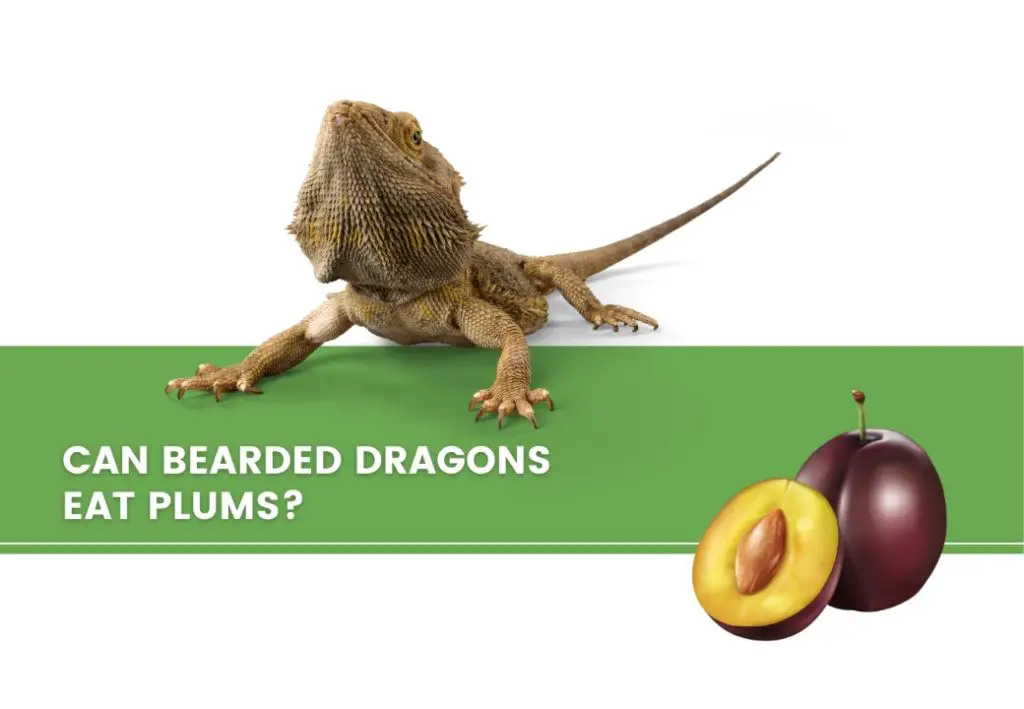 image of bearded dragon, plums and a text saying can bearded dragons eat plums?