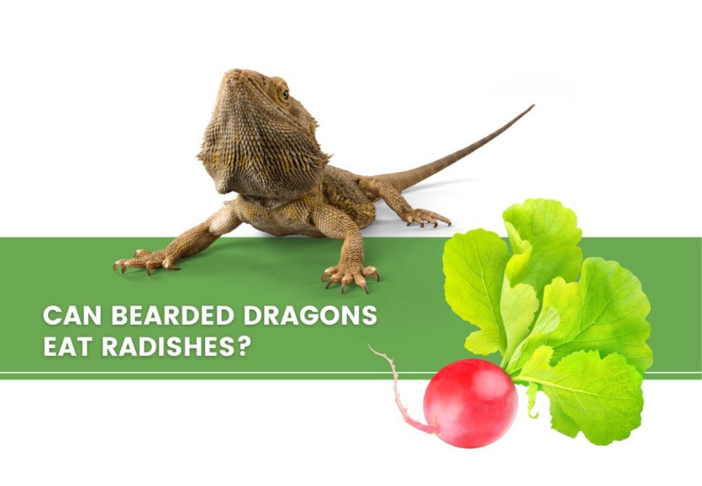 image of bearded dragon, radishes and a text saying can bearded dragons eat radishes? 