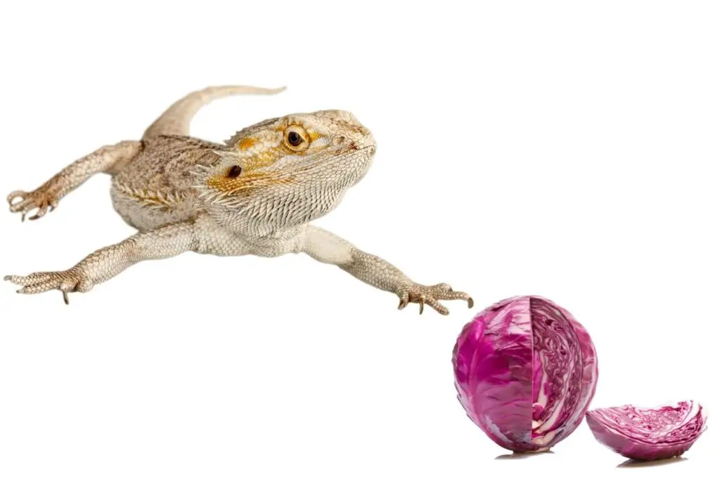 Image of bearded dragon and red cabbage