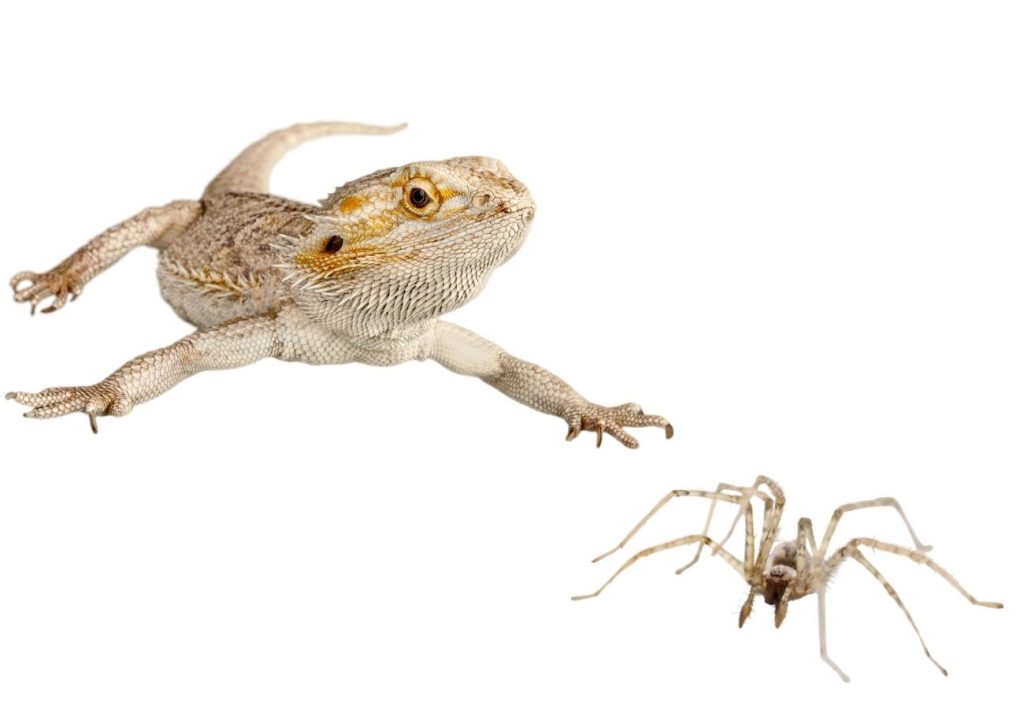 image of bearded dragon and spiders
