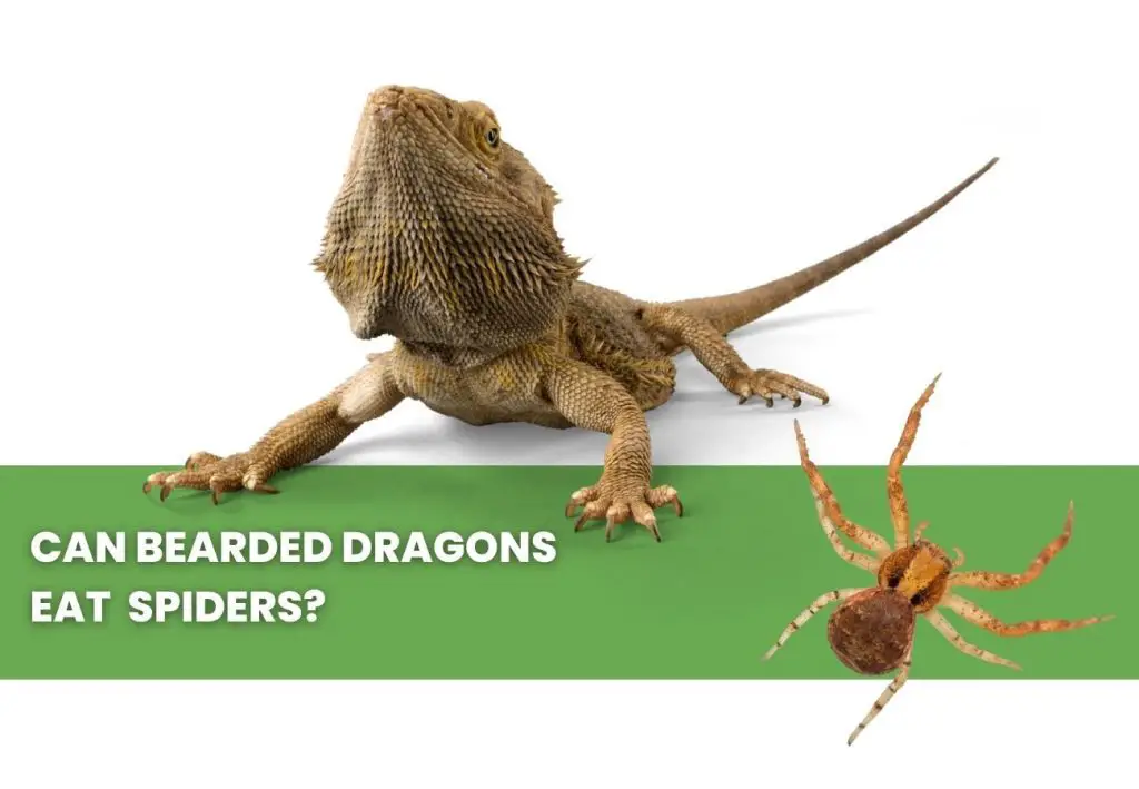 image of bearded dragon, spiders and a text saying: can bearded dragons eat spiders?