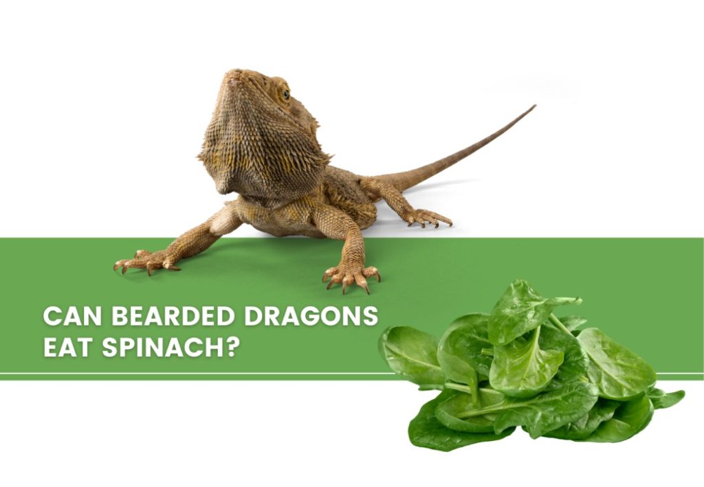 image of bearded dragon, spinach, and a text saying: can bearded dragons eat spinach? 