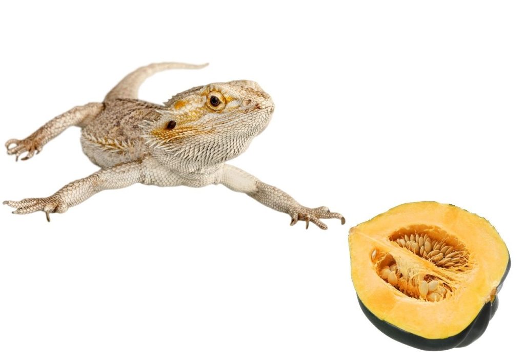 image of bearded dragon and squash