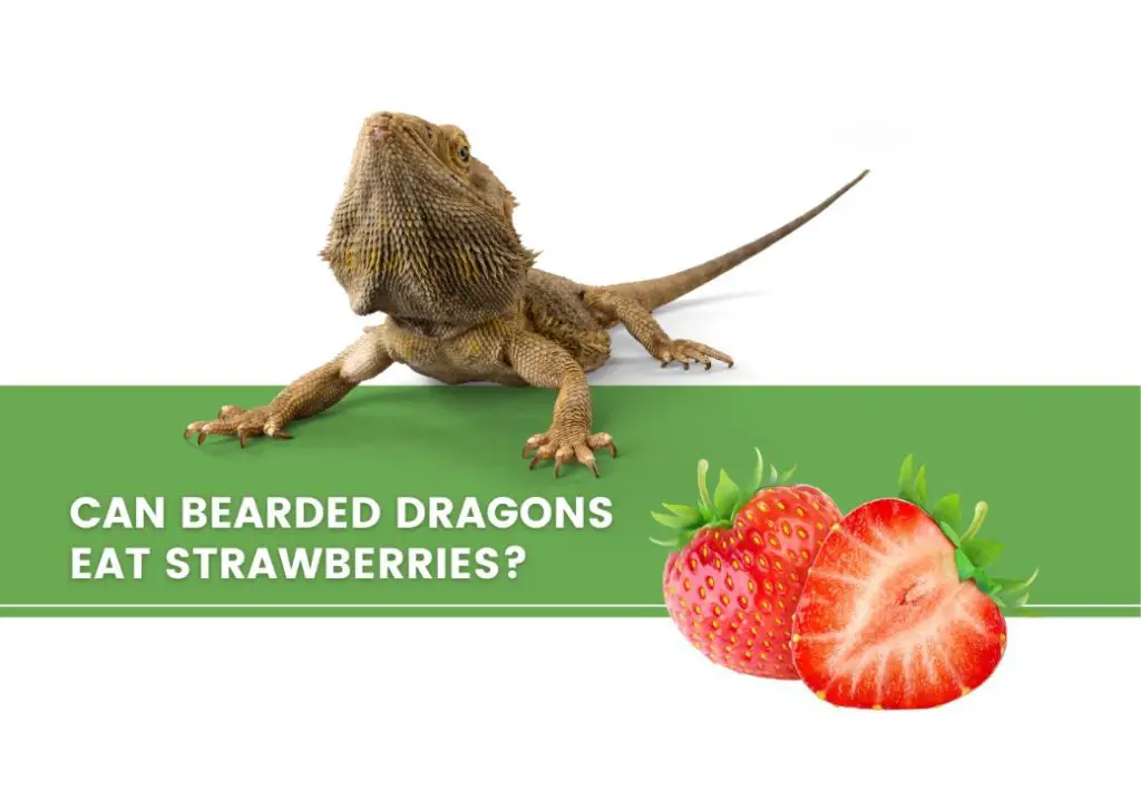 image of bearded dragon, strawberries breast, and a text saying: can bearded dragons eat strawberries? 