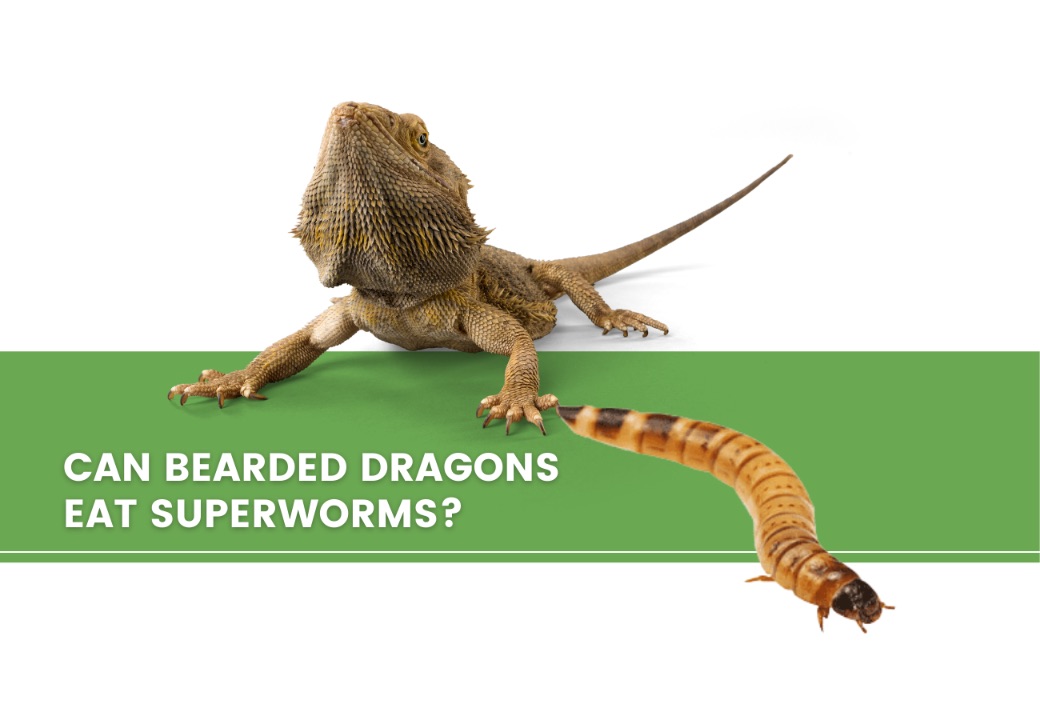 ᐅ Can Bearded Dragons Eat Superworms? Toxic or Healthy