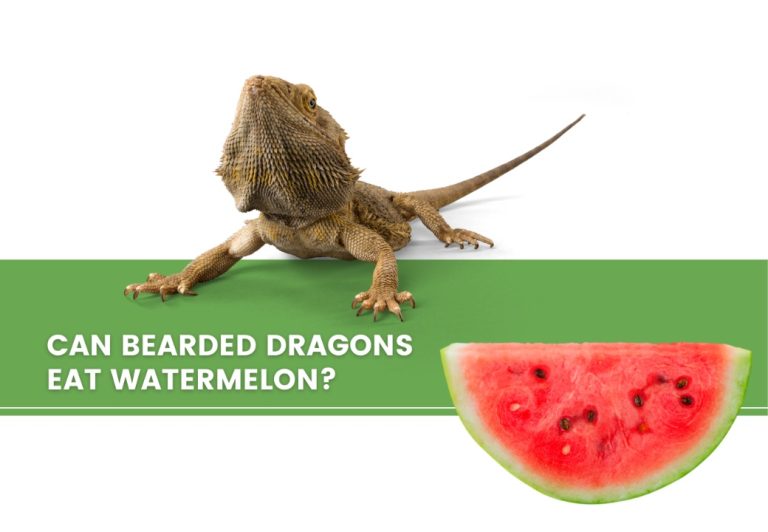 ᐅ Can Bearded Dragons Eat Watermelon? Toxic or Healthy