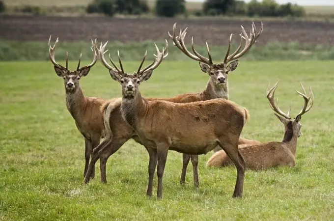 image of deers