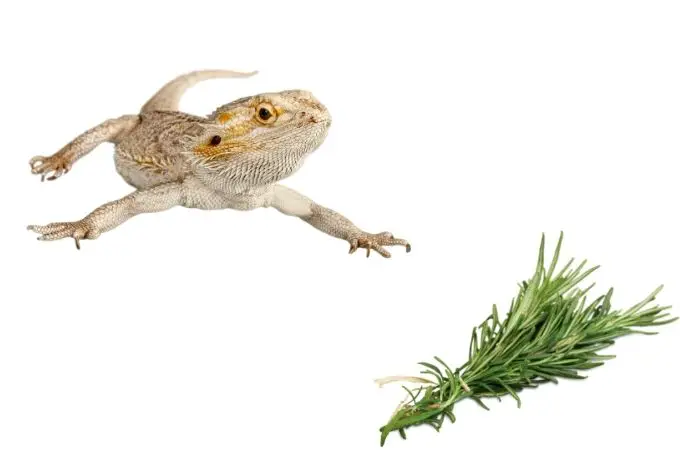 image of bearded dragon and rosemary