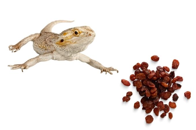image of bearded dragon and raisins