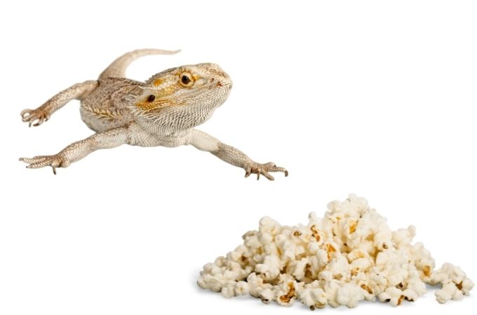 image of bearded dragon and popcorn