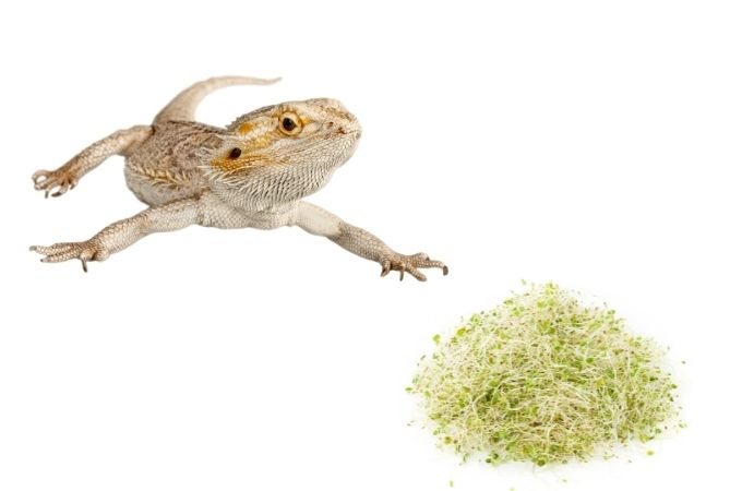 image of bearded dragon and alfalfa sprouts