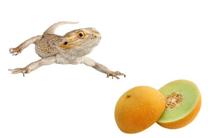 image of bearded dragon and honeydew