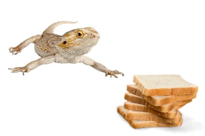 image of bearded dragon and bread