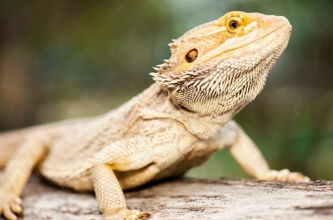 image of bearded dragon
