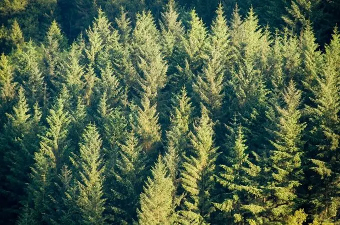 image of fir trees
