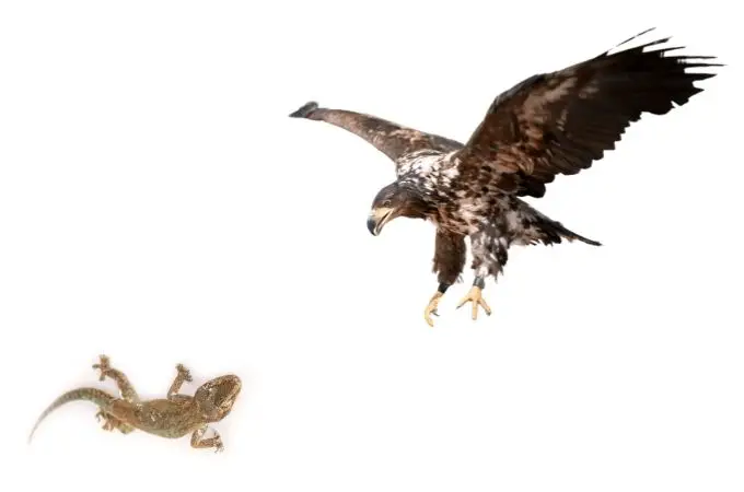 image of hawk and lizards