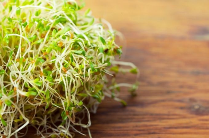 image of alfalfa sprouts