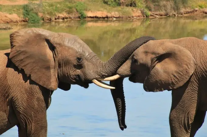 image of 2 elephants