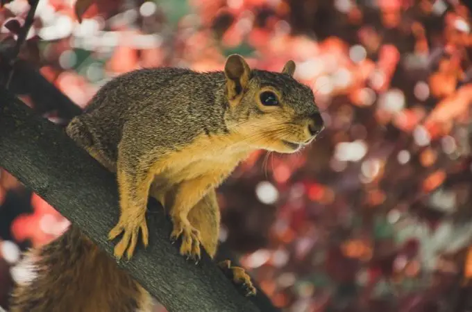 image of squirrel