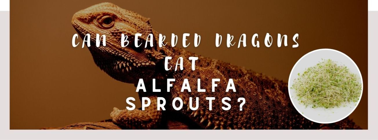 image of bearded dragon, alfalfa sprouts and a text saying: can bearded dragons eat alfalfa sprouts?