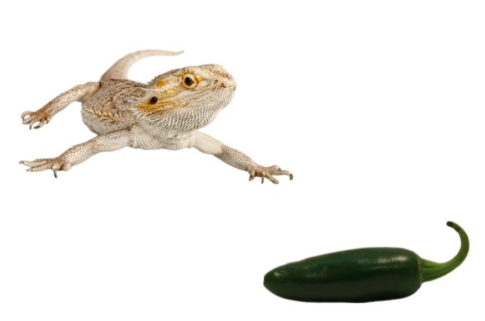 image bearded dragons and jalapenos