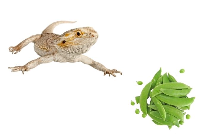 image of bearded dragons and sugar snap peas