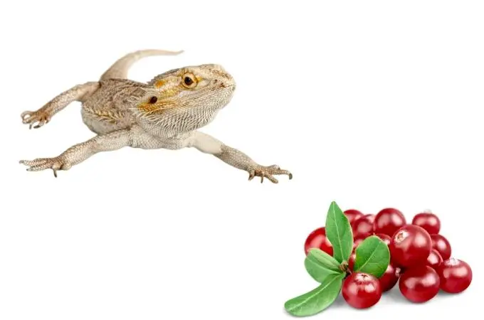image of bearded dragons and cranberries