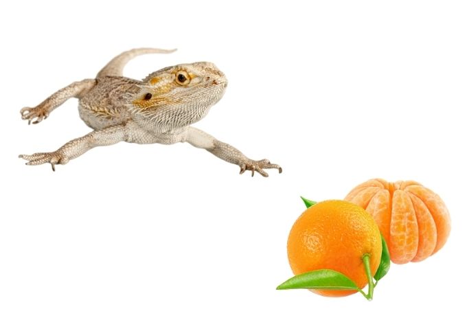 image of bearded dragons and tangerines