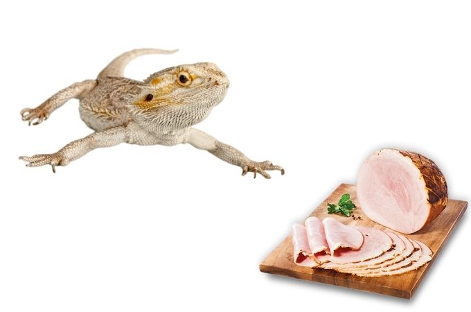 Bearded Dragons and Ham