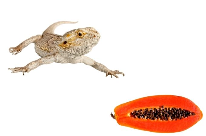 image of bearded dragons and papaya