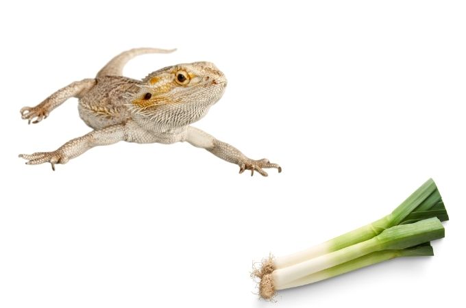 image of bearded dragons and leeks