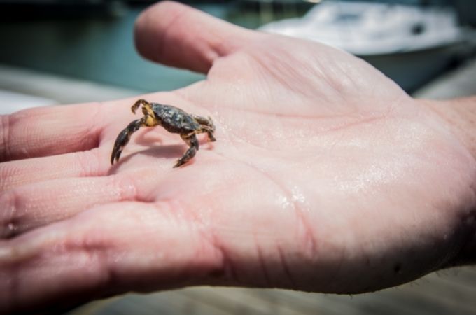 image of Baby Crab on the palm of person's hand