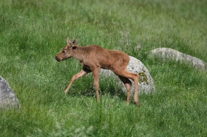 image of Baby Moose