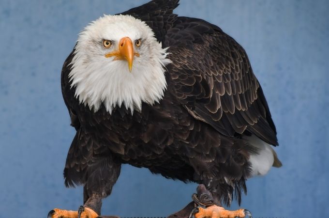 image of Bald Eagle