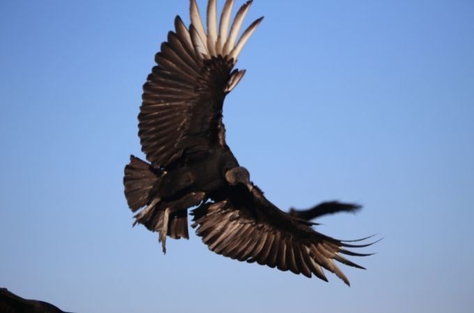 image of Black Vulture