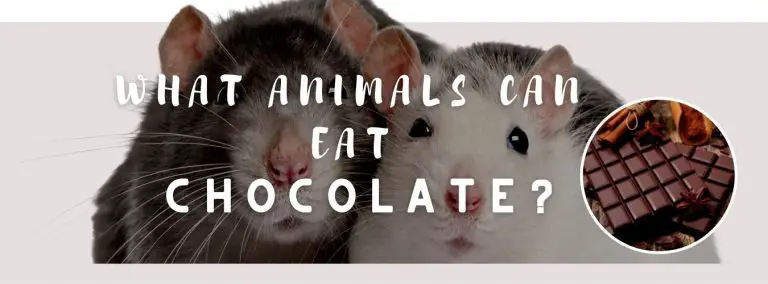 image of rat, chocolate and a text saying: what animals can eat chocolate