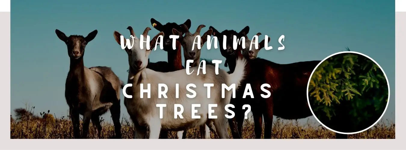 image of goat, christmas trees and a text saying: what animals eat christmas trees