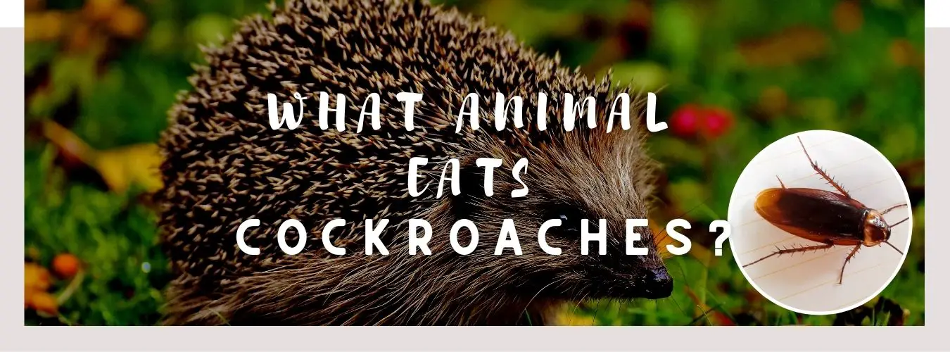 image of hedgehogs, roaches and a text saying: what animal eats roaches